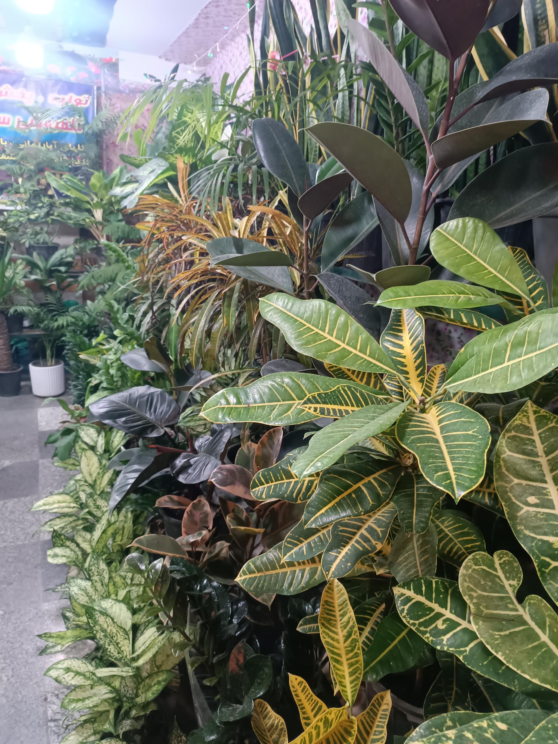 عکس گل فروشی