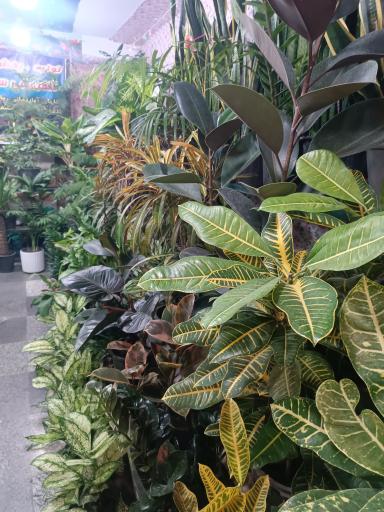 عکس گل فروشی