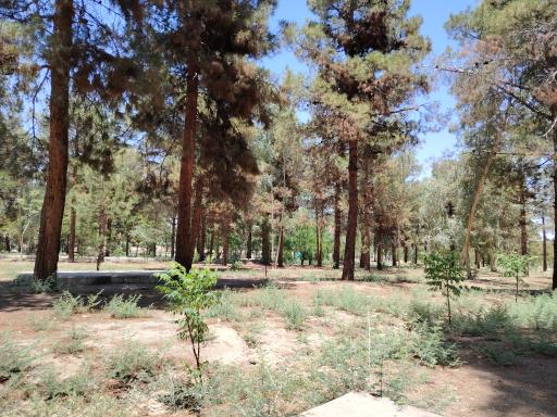 عکس پارک جنگلی سوکان