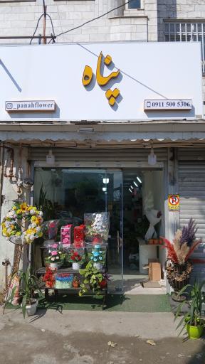 عکس گل فروشی پناه