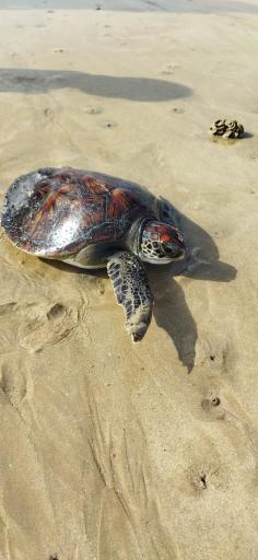 عکس ساحل شنا (میرزا کوچک خان)