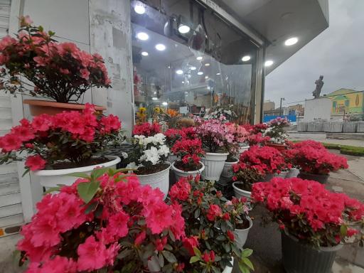 عکس گلستان تک