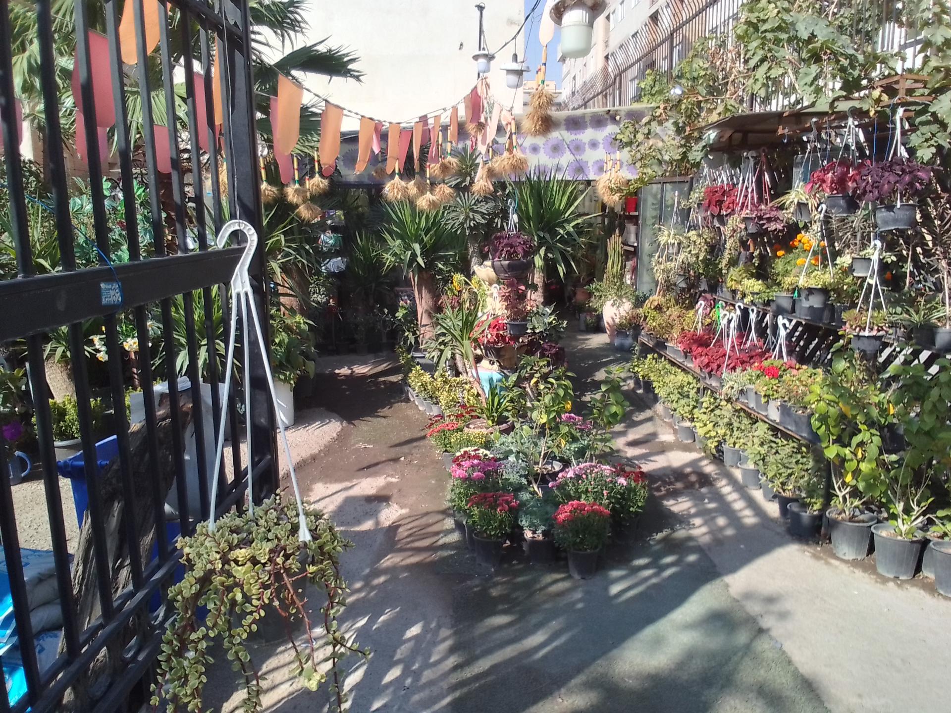 عکس کلینیک گل و گیاه و گلخانه امیر