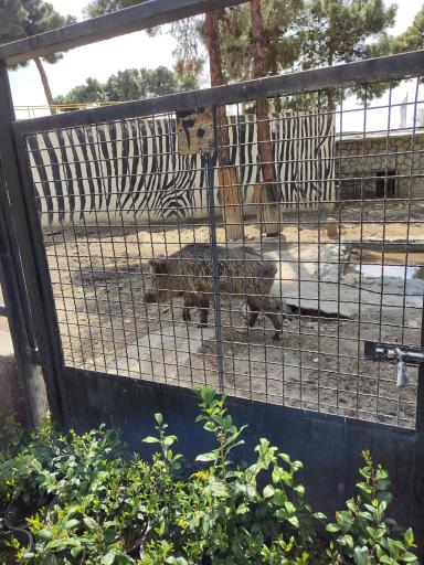 عکس قفس گراز