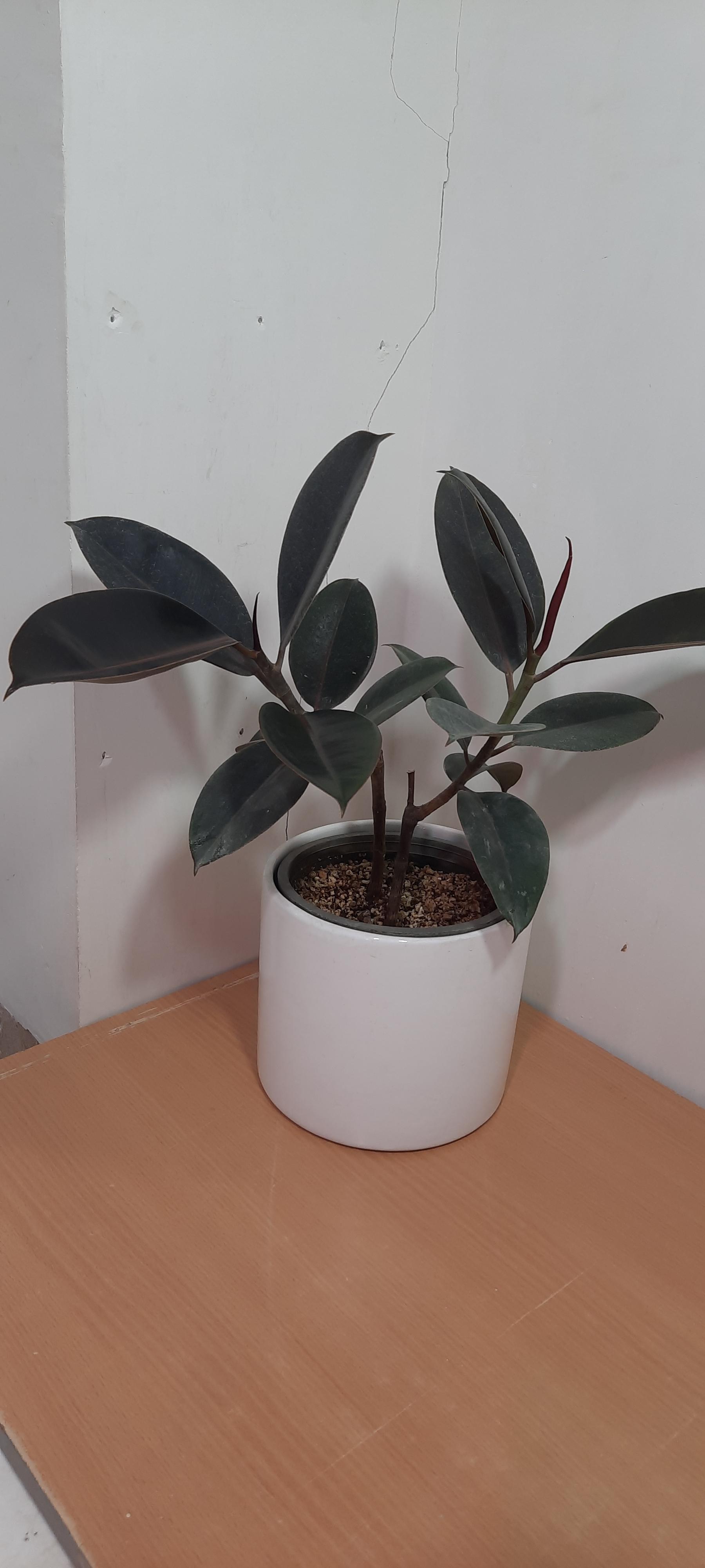 عکس دنیای گل ماهور