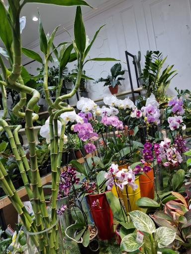 عکس گلستان علی