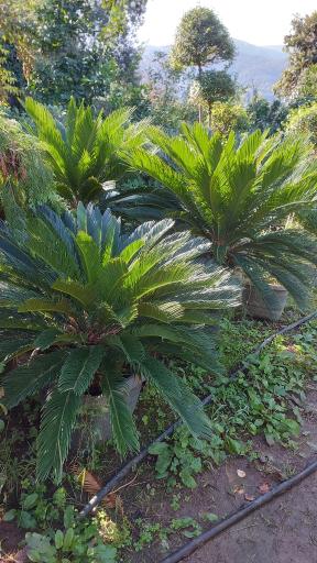 عکس  تولیدی گل و گیاه یادگار