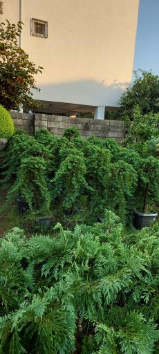 عکس  تولیدی گل و گیاه یادگار