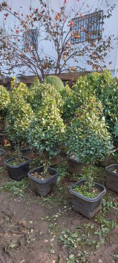 عکس  تولیدی گل و گیاه یادگار