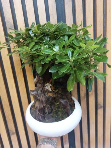 عکس گل فروشی باهار