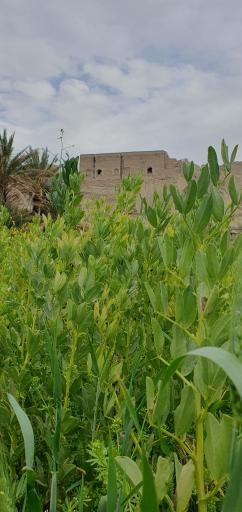 عکس بافت قدیم و تاریخی منطقه پشتکوه