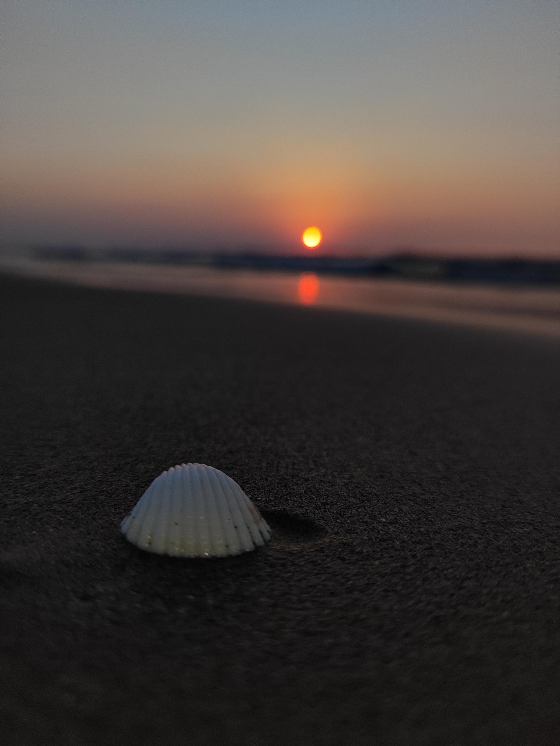 عکس ساحل دلفین