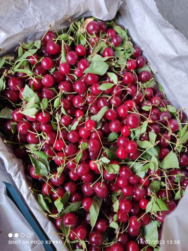 میوه چهار فصل باقری