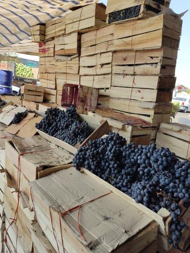 عکس میوه چهار فصل باقری