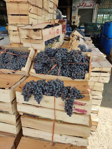 میوه چهار فصل باقری