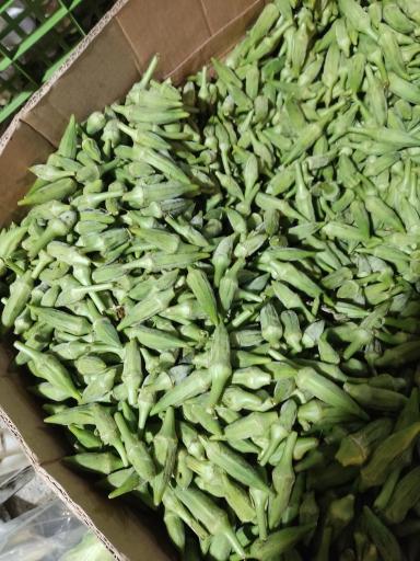 میوه چهار فصل باقری