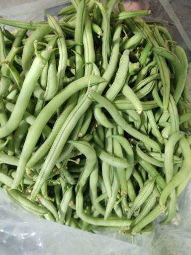 عکس میوه چهار فصل باقری