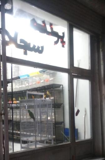 عکس پرنده سرای سجاد