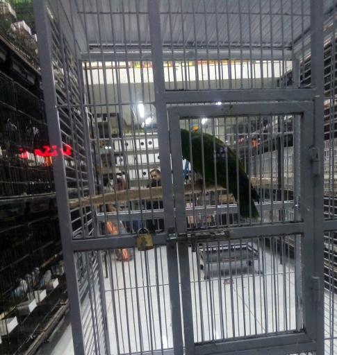 عکس پرنده سرای سجاد