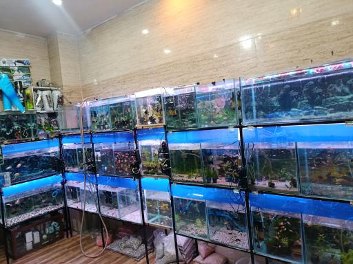 عکس آکواریوم جزیره رشت 