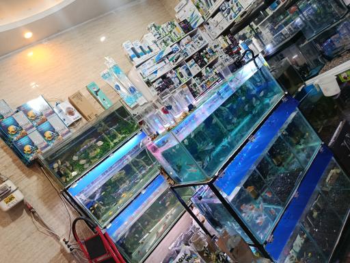 عکس آکواریوم جزیره رشت 