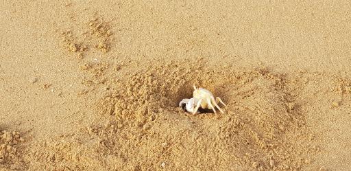 عکس بوستان ساحلی بندر پزم