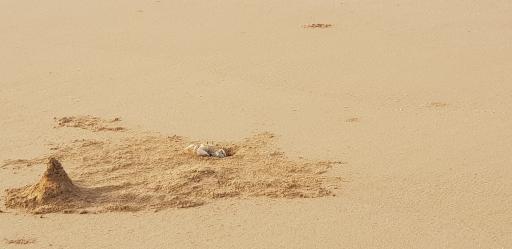 عکس بوستان ساحلی بندر پزم