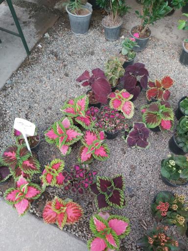 عکس گلخانه شانار