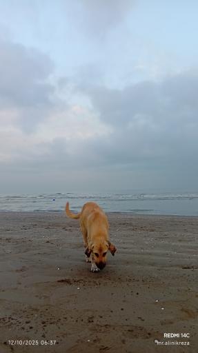 عکس ساحل خزر آباد