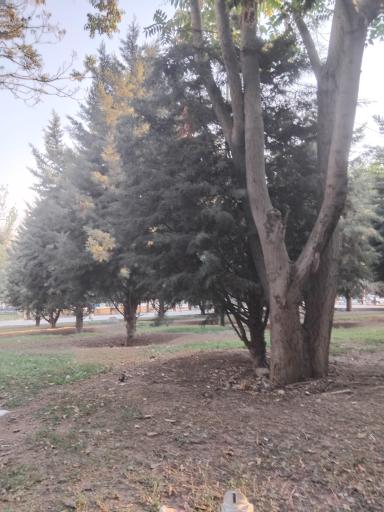 عکس بوستان بعثت