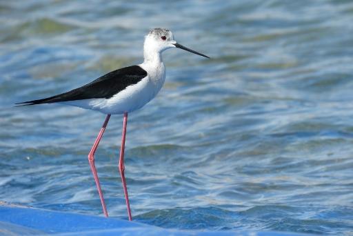 عکس دریاچه مصنوعی مجموعه تفریحی فدک