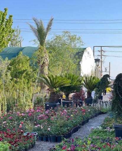 عکس گلخانه میر معصومی