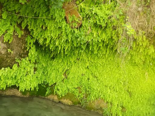 عکس آبشار بی بی سیدان