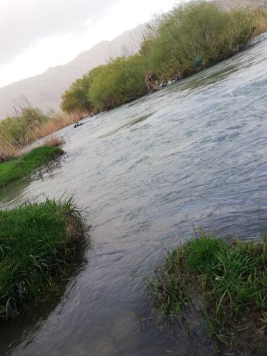 عکس گروران چهار دانگه