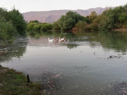 عکس گروران چهار دانگه