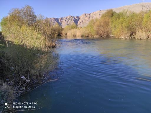 عکس گروران چهار دانگه