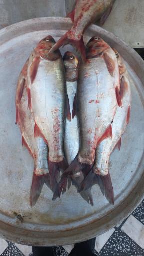 عکس بازار ماهی فروشان نور