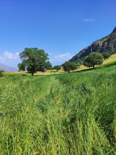 عکس پاتاوه
