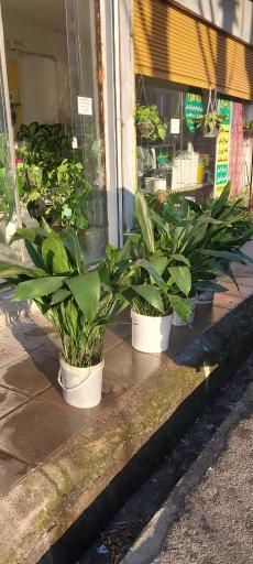 عکس گل و گیاه کلبه سبز 