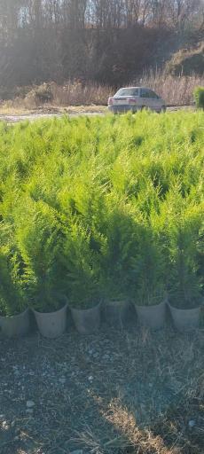 عکس گل و گیاه کلبه سبز 