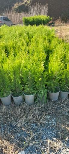 عکس گل و گیاه کلبه سبز 