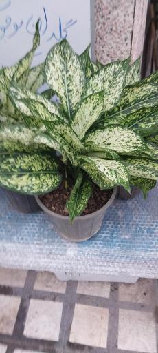 عکس گل و گیاه کلبه سبز 