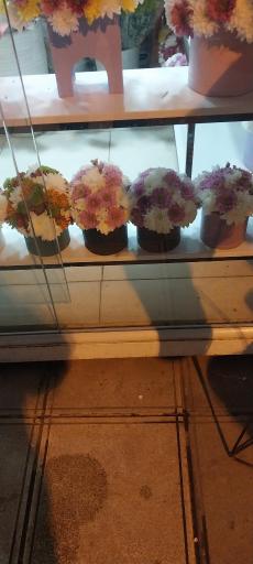 عکس گل و گیاه کلبه سبز 