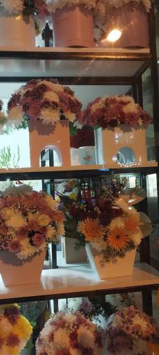 عکس گل و گیاه کلبه سبز 