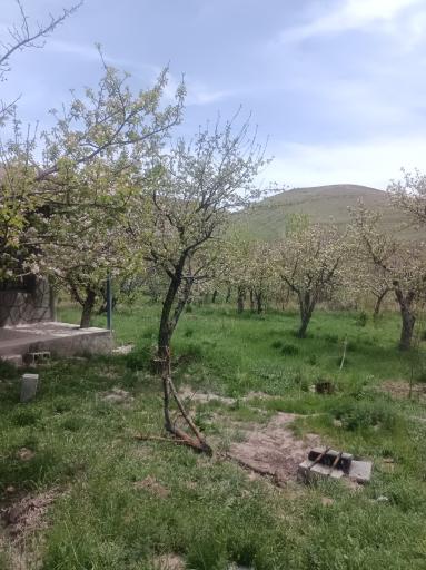 عکس کویج