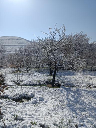 عکس کویج