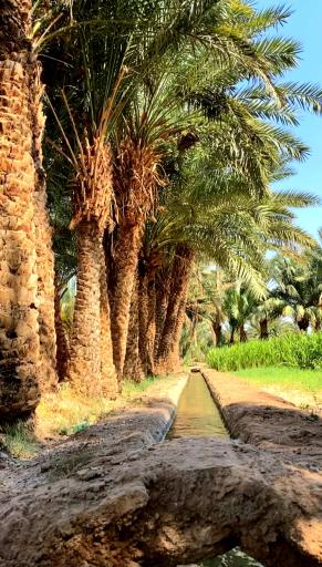 عکس شوش