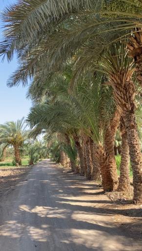 عکس شوش