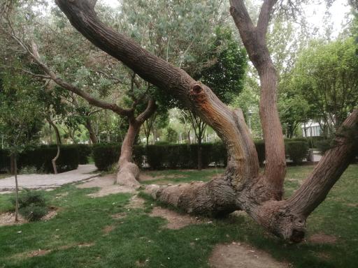 عکس بوستان پردیس هنر