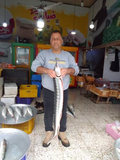 عکس مرغ و ماهی ایرج ضیافت